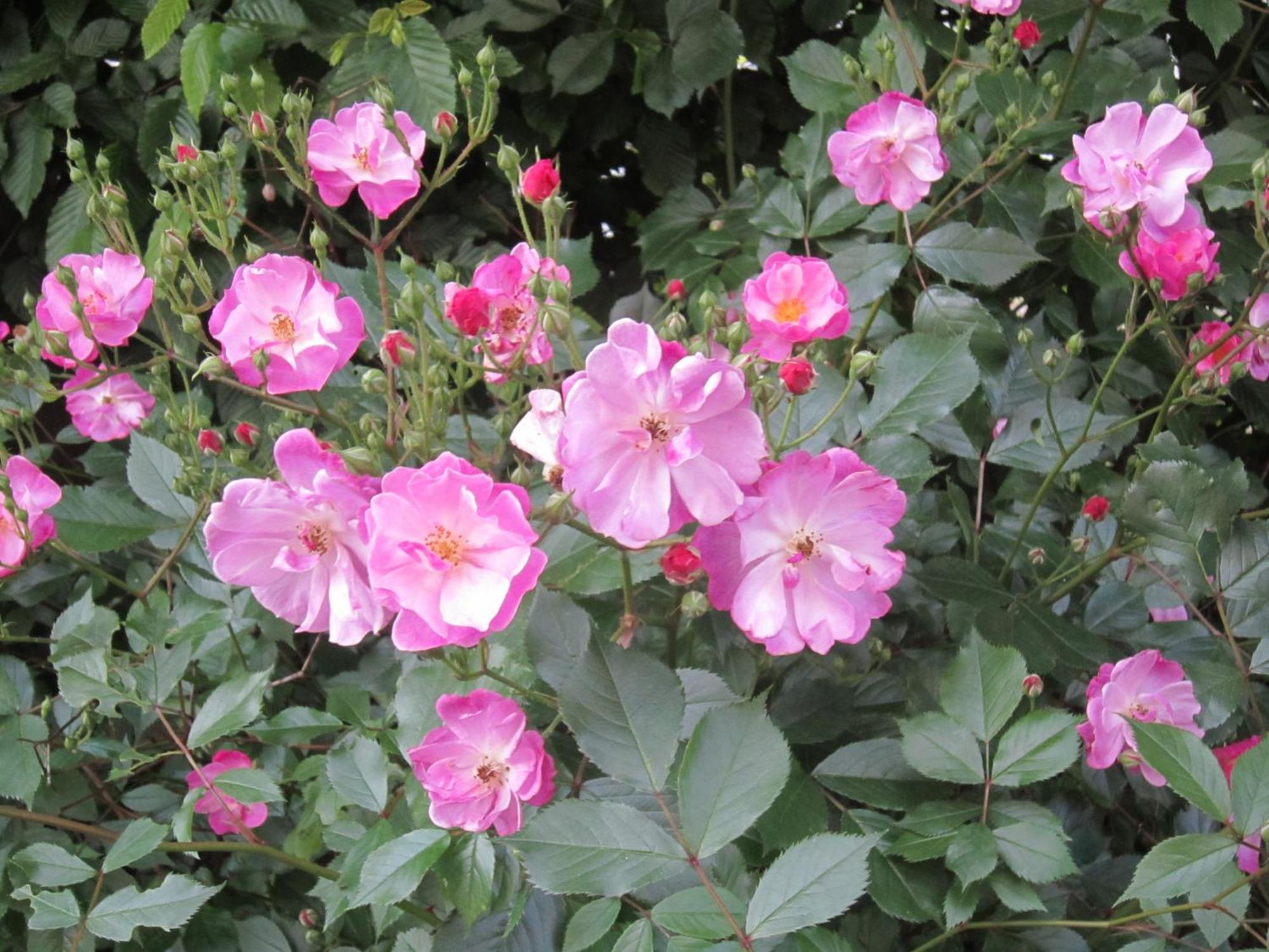 Kortenberg B&B Aline Florentine - Adults Only - Luxury B&B - Chambres D'Hotes - Zimmer Frei מראה חיצוני תמונה